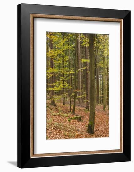 Germany, Baden-Wurttemburg, Black Forest, Rote Lache, the Black Forest, Fall-Walter Bibikow-Framed Photographic Print