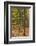 Germany, Baden-Wurttemburg, Black Forest, Rote Lache, the Black Forest, Fall-Walter Bibikow-Framed Photographic Print