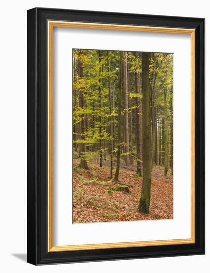 Germany, Baden-Wurttemburg, Black Forest, Rote Lache, the Black Forest, Fall-Walter Bibikow-Framed Photographic Print