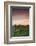 Germany, Baden-Wurttemburg, Burkheim, Kaiserstuhl Area, Autumn Vineyards at Dusk-Walter Bibikow-Framed Photographic Print