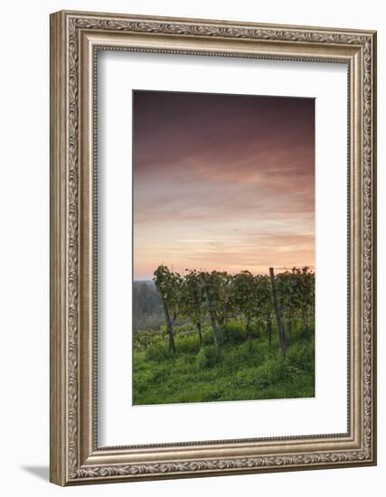 Germany, Baden-Wurttemburg, Burkheim, Kaiserstuhl Area, Autumn Vineyards at Dusk-Walter Bibikow-Framed Photographic Print