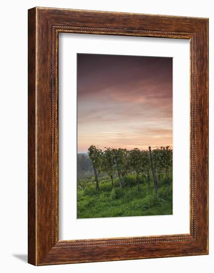 Germany, Baden-Wurttemburg, Burkheim, Kaiserstuhl Area, Autumn Vineyards at Dusk-Walter Bibikow-Framed Photographic Print