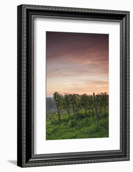 Germany, Baden-Wurttemburg, Burkheim, Kaiserstuhl Area, Autumn Vineyards at Dusk-Walter Bibikow-Framed Photographic Print