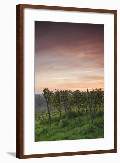 Germany, Baden-Wurttemburg, Burkheim, Kaiserstuhl Area, Autumn Vineyards at Dusk-Walter Bibikow-Framed Photographic Print