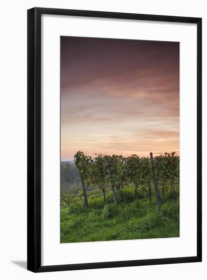 Germany, Baden-Wurttemburg, Burkheim, Kaiserstuhl Area, Autumn Vineyards at Dusk-Walter Bibikow-Framed Photographic Print