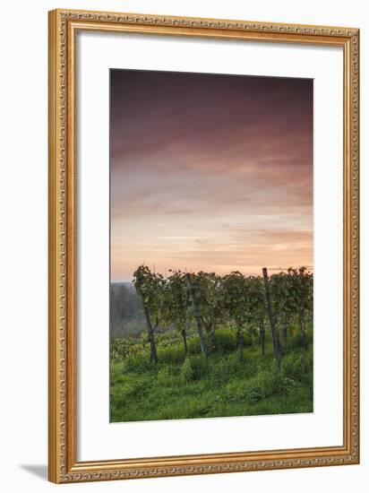 Germany, Baden-Wurttemburg, Burkheim, Kaiserstuhl Area, Autumn Vineyards at Dusk-Walter Bibikow-Framed Photographic Print