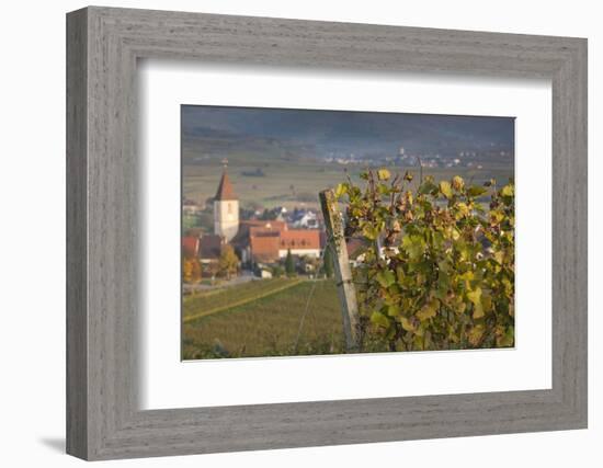 Germany, Baden-Wurttemburg, Burkheim, Kaiserstuhl Area, Vineyards Elevated Village View-Walter Bibikow-Framed Photographic Print