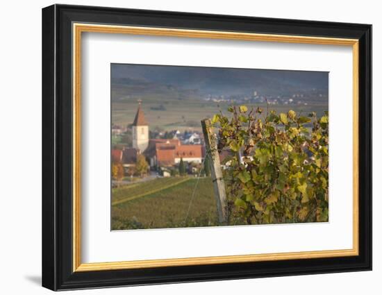 Germany, Baden-Wurttemburg, Burkheim, Kaiserstuhl Area, Vineyards Elevated Village View-Walter Bibikow-Framed Photographic Print