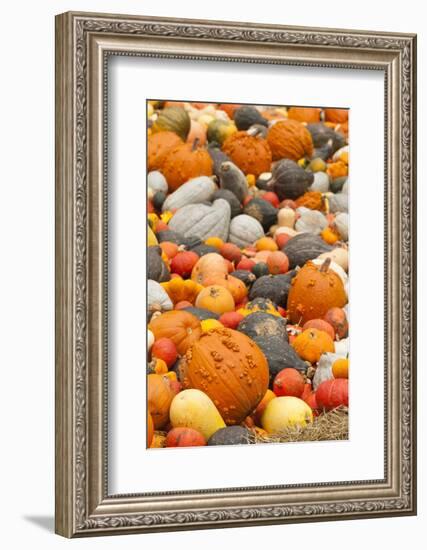 Germany, Baden-Wurttemburg, Ludwigsburg, Fall Festival, Pumpkins-Walter Bibikow-Framed Photographic Print