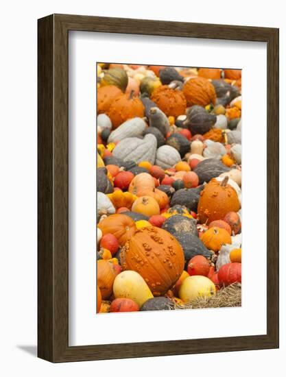 Germany, Baden-Wurttemburg, Ludwigsburg, Fall Festival, Pumpkins-Walter Bibikow-Framed Photographic Print