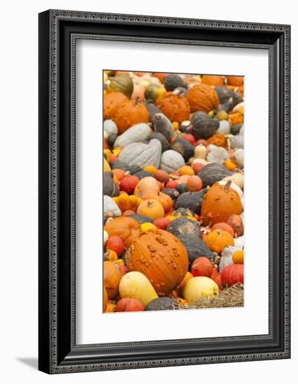 Germany, Baden-Wurttemburg, Ludwigsburg, Fall Festival, Pumpkins-Walter Bibikow-Framed Photographic Print