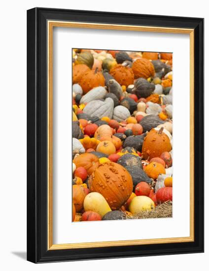 Germany, Baden-Wurttemburg, Ludwigsburg, Fall Festival, Pumpkins-Walter Bibikow-Framed Photographic Print