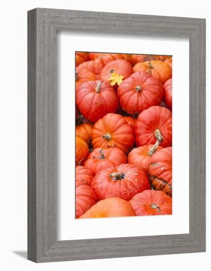 Germany, Baden-Wurttemburg, Ludwigsburg, Fall Festival, Pumpkins-Walter Bibikow-Framed Photographic Print