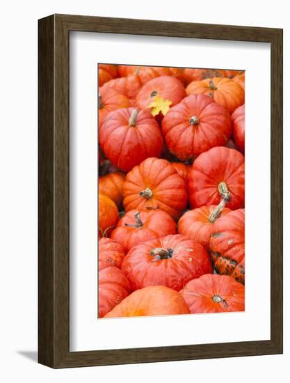 Germany, Baden-Wurttemburg, Ludwigsburg, Fall Festival, Pumpkins-Walter Bibikow-Framed Photographic Print