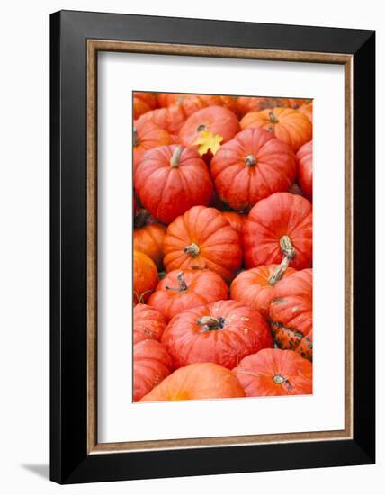 Germany, Baden-Wurttemburg, Ludwigsburg, Fall Festival, Pumpkins-Walter Bibikow-Framed Photographic Print