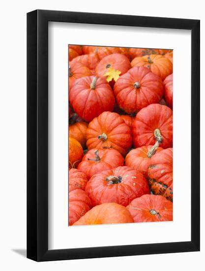 Germany, Baden-Wurttemburg, Ludwigsburg, Fall Festival, Pumpkins-Walter Bibikow-Framed Photographic Print