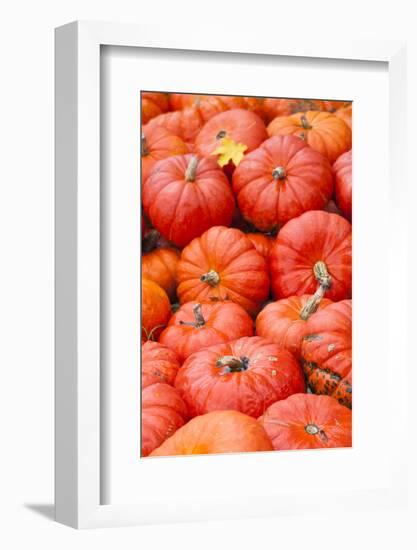 Germany, Baden-Wurttemburg, Ludwigsburg, Fall Festival, Pumpkins-Walter Bibikow-Framed Photographic Print