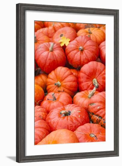 Germany, Baden-Wurttemburg, Ludwigsburg, Fall Festival, Pumpkins-Walter Bibikow-Framed Photographic Print