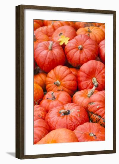 Germany, Baden-Wurttemburg, Ludwigsburg, Fall Festival, Pumpkins-Walter Bibikow-Framed Photographic Print