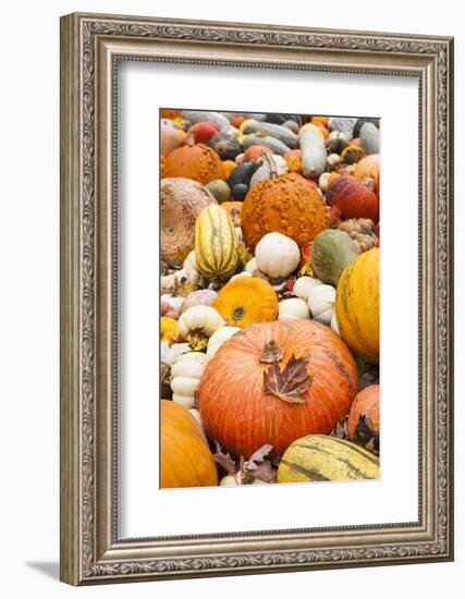 Germany, Baden-Wurttemburg, Ludwigsburg, Fall Festival, Pumpkins-Walter Bibikow-Framed Photographic Print