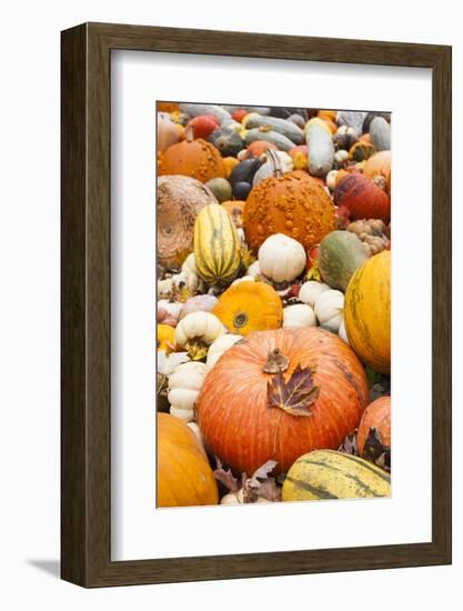 Germany, Baden-Wurttemburg, Ludwigsburg, Fall Festival, Pumpkins-Walter Bibikow-Framed Photographic Print