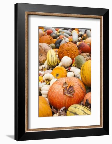 Germany, Baden-Wurttemburg, Ludwigsburg, Fall Festival, Pumpkins-Walter Bibikow-Framed Photographic Print