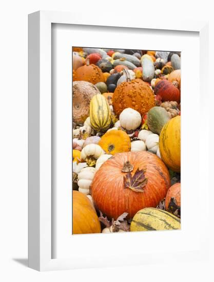 Germany, Baden-Wurttemburg, Ludwigsburg, Fall Festival, Pumpkins-Walter Bibikow-Framed Photographic Print