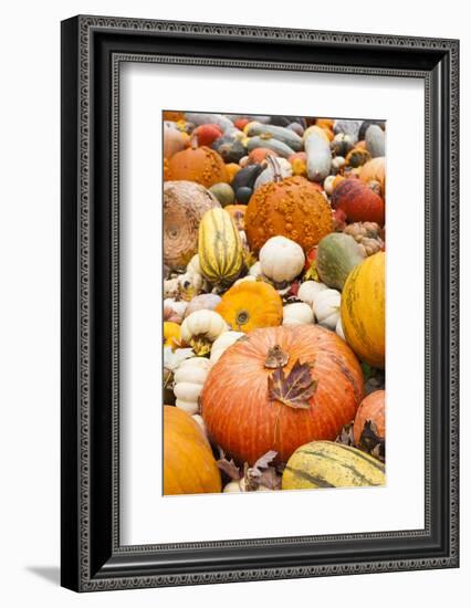 Germany, Baden-Wurttemburg, Ludwigsburg, Fall Festival, Pumpkins-Walter Bibikow-Framed Photographic Print