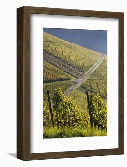 Germany, Baden-Wurttemburg, Stuttgart-Uhlbach, Vineyards Above Unter-Turkheim in Fall-Walter Bibikow-Framed Photographic Print