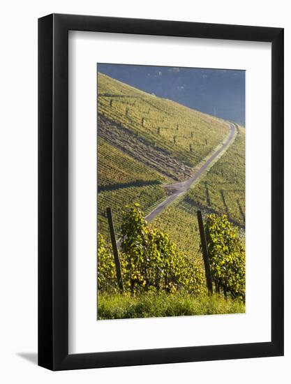 Germany, Baden-Wurttemburg, Stuttgart-Uhlbach, Vineyards Above Unter-Turkheim in Fall-Walter Bibikow-Framed Photographic Print