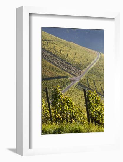 Germany, Baden-Wurttemburg, Stuttgart-Uhlbach, Vineyards Above Unter-Turkheim in Fall-Walter Bibikow-Framed Photographic Print