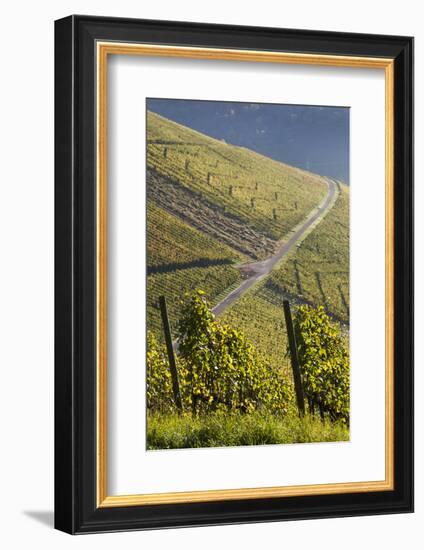 Germany, Baden-Wurttemburg, Stuttgart-Uhlbach, Vineyards Above Unter-Turkheim in Fall-Walter Bibikow-Framed Photographic Print