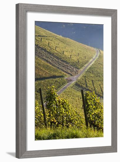 Germany, Baden-Wurttemburg, Stuttgart-Uhlbach, Vineyards Above Unter-Turkheim in Fall-Walter Bibikow-Framed Photographic Print