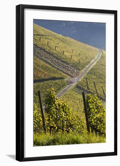 Germany, Baden-Wurttemburg, Stuttgart-Uhlbach, Vineyards Above Unter-Turkheim in Fall-Walter Bibikow-Framed Photographic Print