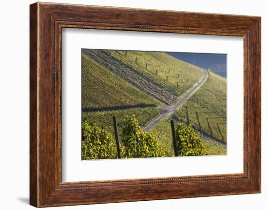 Germany, Baden-Wurttemburg, Stuttgart-Uhlbach, Vineyards Above Unter-Turkheim in Fall-Walter Bibikow-Framed Photographic Print