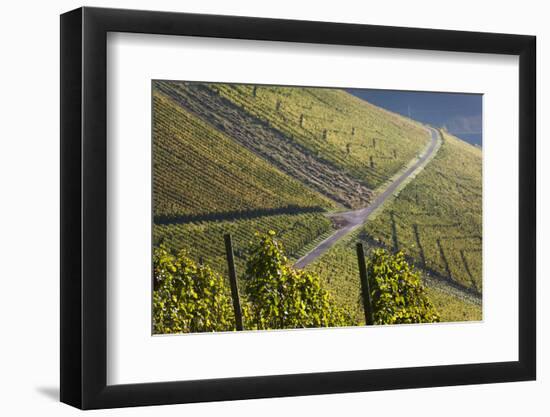 Germany, Baden-Wurttemburg, Stuttgart-Uhlbach, Vineyards Above Unter-Turkheim in Fall-Walter Bibikow-Framed Photographic Print