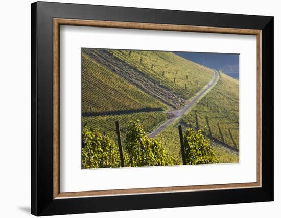 Germany, Baden-Wurttemburg, Stuttgart-Uhlbach, Vineyards Above Unter-Turkheim in Fall-Walter Bibikow-Framed Photographic Print