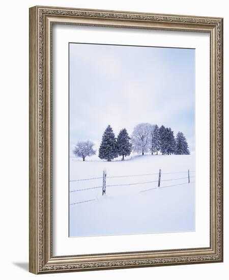 Germany, Bavaria, AllgŠu, Snow Scenery, Trees-Herbert Kehrer-Framed Photographic Print