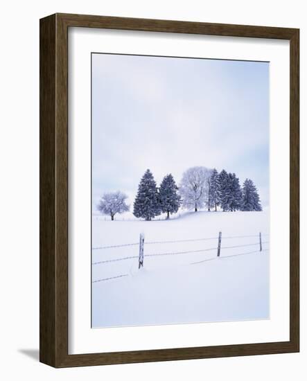 Germany, Bavaria, AllgŠu, Snow Scenery, Trees-Herbert Kehrer-Framed Photographic Print