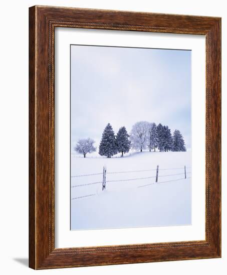 Germany, Bavaria, AllgŠu, Snow Scenery, Trees-Herbert Kehrer-Framed Photographic Print