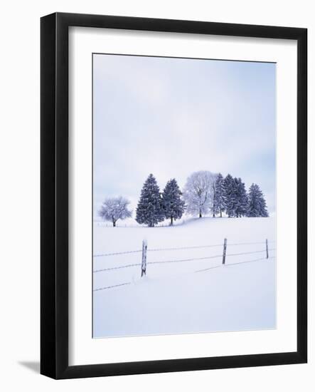 Germany, Bavaria, AllgŠu, Snow Scenery, Trees-Herbert Kehrer-Framed Photographic Print