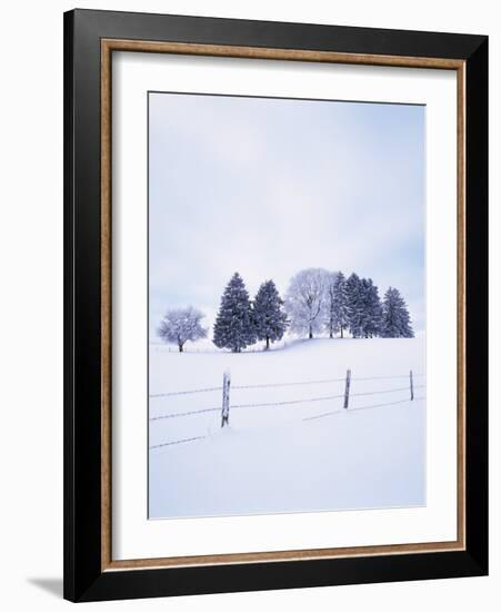 Germany, Bavaria, AllgŠu, Snow Scenery, Trees-Herbert Kehrer-Framed Photographic Print