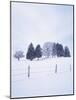 Germany, Bavaria, AllgŠu, Snow Scenery, Trees-Herbert Kehrer-Mounted Photographic Print