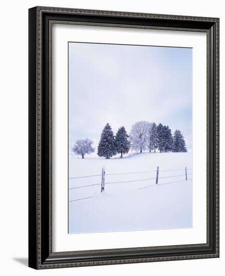 Germany, Bavaria, AllgŠu, Snow Scenery, Trees-Herbert Kehrer-Framed Photographic Print