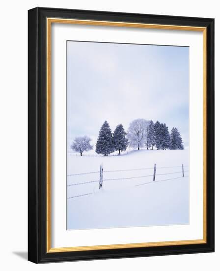 Germany, Bavaria, AllgŠu, Snow Scenery, Trees-Herbert Kehrer-Framed Photographic Print