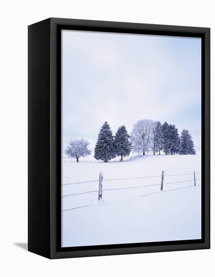 Germany, Bavaria, AllgŠu, Snow Scenery, Trees-Herbert Kehrer-Framed Premier Image Canvas