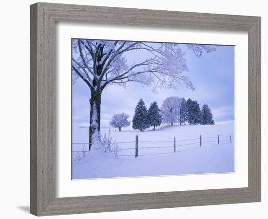 Germany, Bavaria, AllgŠu, Snow Scenery, Trees-Herbert Kehrer-Framed Photographic Print