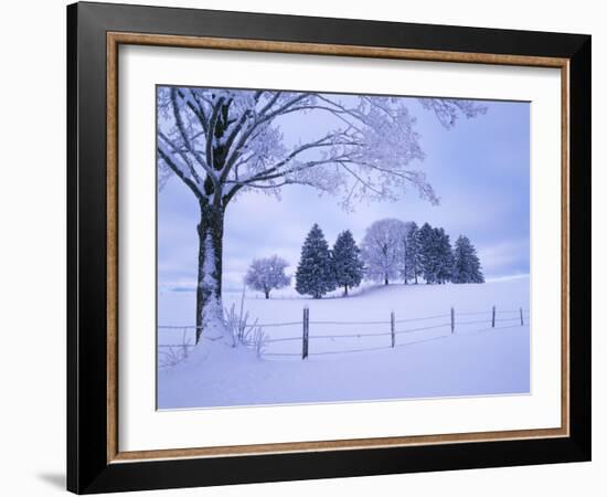 Germany, Bavaria, AllgŠu, Snow Scenery, Trees-Herbert Kehrer-Framed Photographic Print