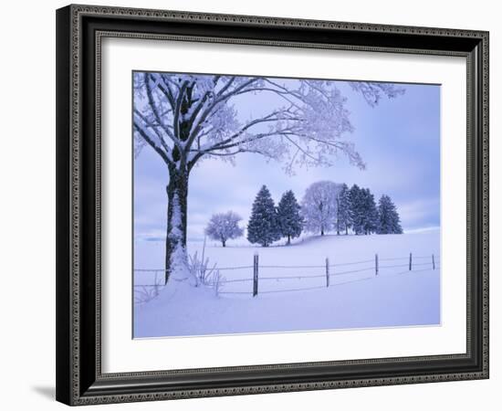 Germany, Bavaria, AllgŠu, Snow Scenery, Trees-Herbert Kehrer-Framed Photographic Print