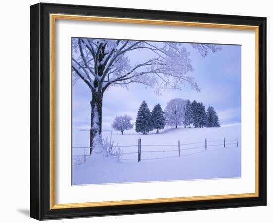 Germany, Bavaria, AllgŠu, Snow Scenery, Trees-Herbert Kehrer-Framed Photographic Print